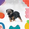 Download track Laid-Back Backdrops For Well Trained Dogs