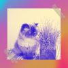 Download track Thrilling Moods For Friendly Cats