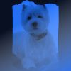 Download track Chilled Bossa Nova - Vibe For Relaxing Your Dog