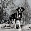 Download track Sophisticated Ambience For Dogs