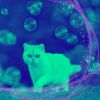 Download track Wondrous Ambience For Friendly Cats