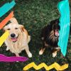 Download track Classic Music For Cute Dogs