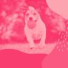 Download track Successful Ambience For Doggy Stress