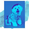 Download track Calm Ambience For Doggy Stress