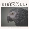 Download track Eastern Birds