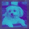 Download track Trio Jazz Soundtrack For Serene Puppies