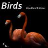 Download track Ravens And Blackbirds At Lake