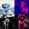 Download track Trio Jazz Soundtrack For Training Dogs