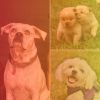 Download track Calm Music For Keeping Pups Happy