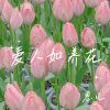 Download track 爱人如养花 (伴奏)