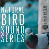 Download track Relaxing Bird Chirps