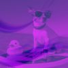 Download track Background For Doggy Mental Health