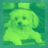 Download track Energetic Bossa - Vibe For Keeping Your Dog Happy