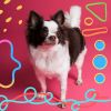 Download track Vivacious Music For Chill Dogs