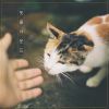 Download track 사람의 손길이 그리운 고양이 A Stray Cat (Instrumental)