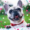 Download track Sparkling Cute Dogs