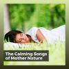 Download track Soothing Tune Of The Forest