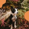 Download track Vibrant Ambience For Calming Pups