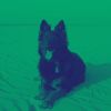 Download track Fiery Ambience For Doggies