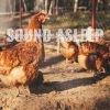 Download track Relaxing Animal Farm Early Evening Sounds, Pt. 2