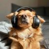 Download track Canine Melodies For Active Tails