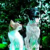 Download track Background For Cute Cats