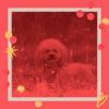 Download track Simplistic Doggy Stress