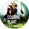 Download track Cocaine Plant (Original Mix)