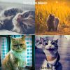 Download track Relaxed (Relaxing Cats)