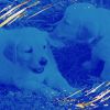 Download track Happy Ambience For Calming Puppies