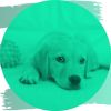 Download track Simple Ambience For Sleepy Pups