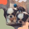 Download track Dream-Like Ambiance For Calming Pups