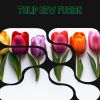 Download track Tulip New Fusion