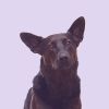 Download track Hypnotic Calming Pups