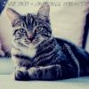 Download track Thrilling Music For Kittens