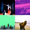 Download track Relaxing Lonely Dogs