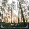 Download track Pine Tree N° 3