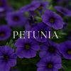 Download track Pier's Petunia