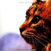 Download track Feelings - Cats