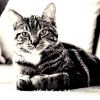 Download track Terrific Music For Cats