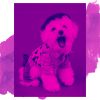 Download track Magical Ambience For Keeping Your Dog Happy