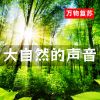 Download track 大自然的声音 (河流鸟鸣)