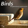 Download track Birds In The Forest At Dawn