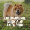 Download track Hund Mit Ungestörtem Schlaf