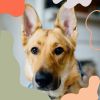 Download track Playful Backdrops For Calming Pups