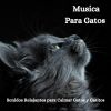 Download track Música Para Gatos Más Inteligente