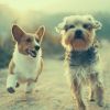 Download track Suave Ambience For Doggies