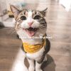 Download track Cheerful (Cats)