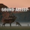 Download track Deep Forest Red Deer Stags Calls Ambience, Pt. 16