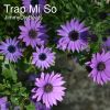 Download track Trap Mi So